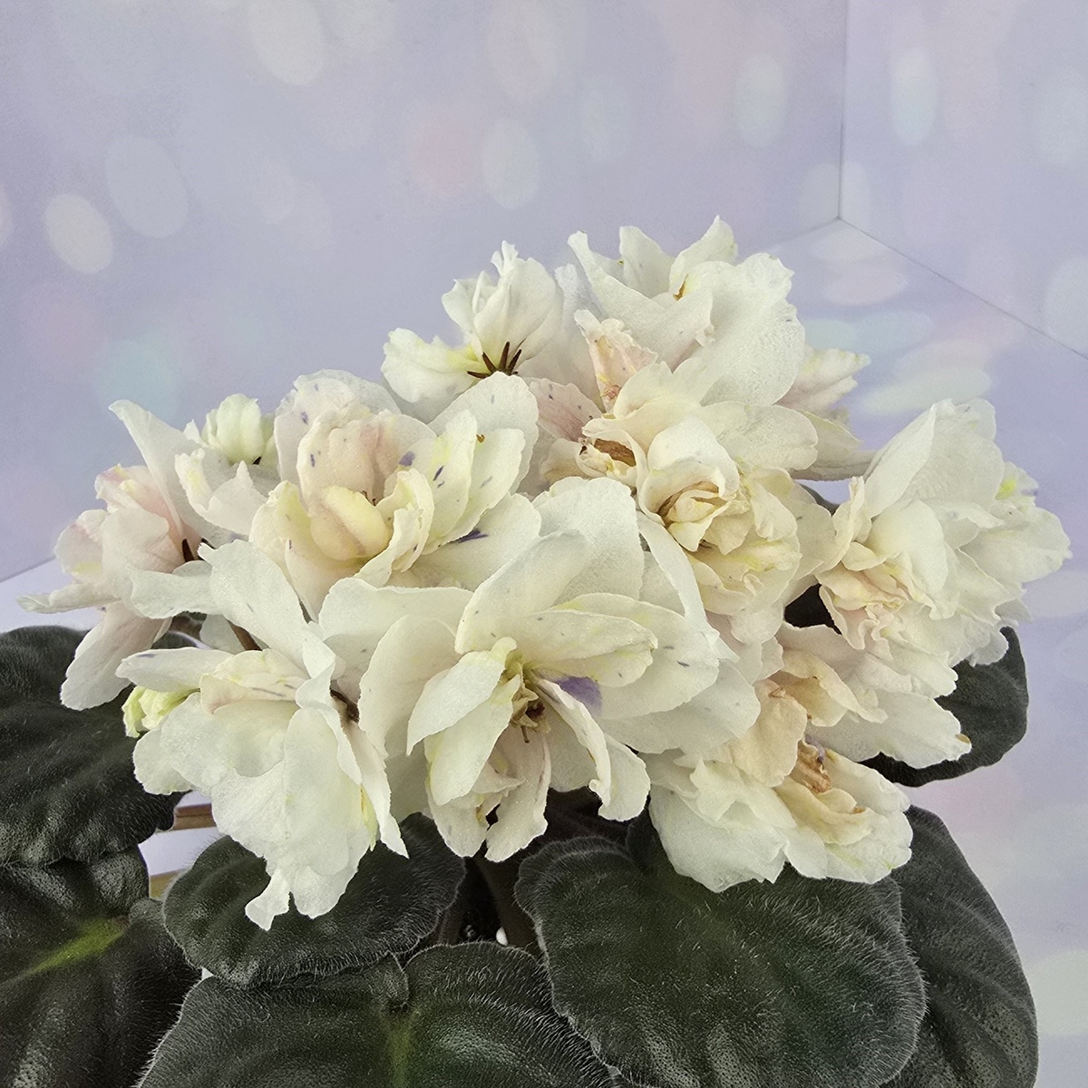 ЛЕ-Банановый Десерт