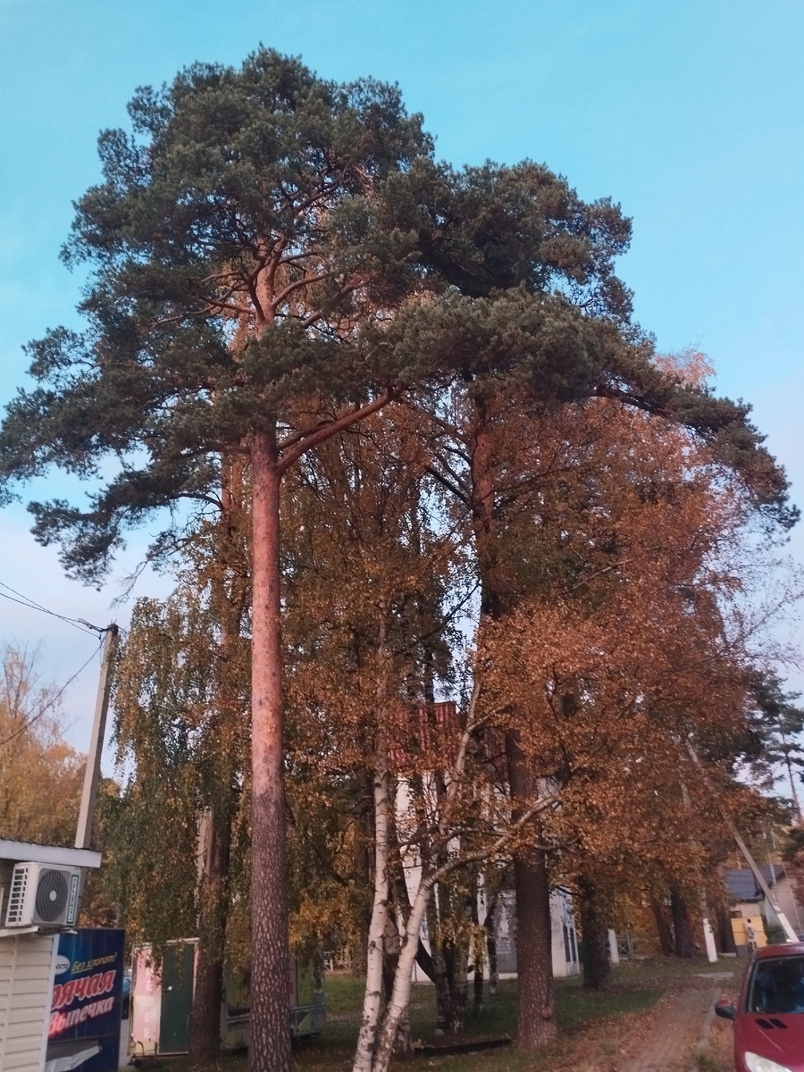 Всеволожск. Ленинградская улица.