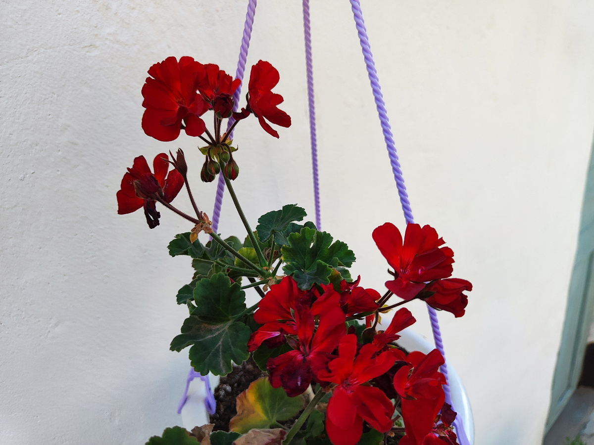Просто моя пеларгония😊 нравятся они мне 
