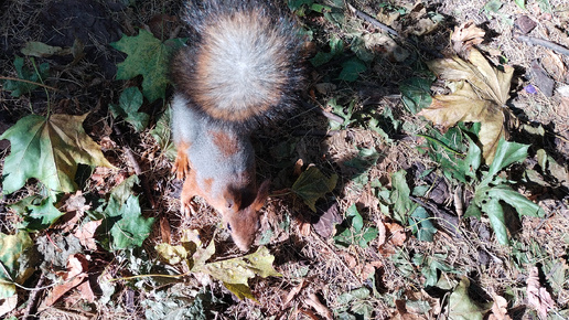 🐿️🐿️🐿️Важно и Интересно! Белка обыкновенная 🐿️🐿️🐿️