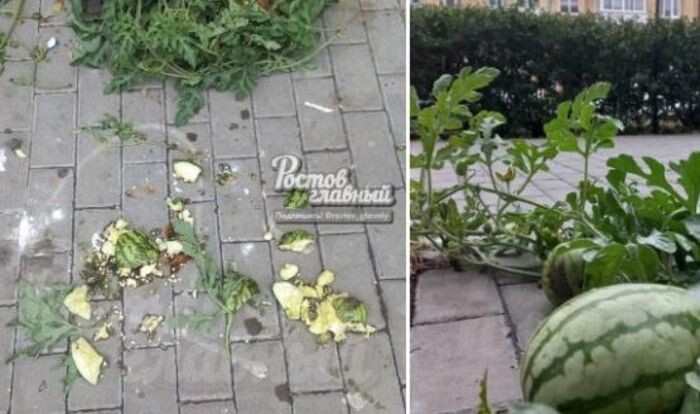 Источник фото: Ростов Главный/ vk.com