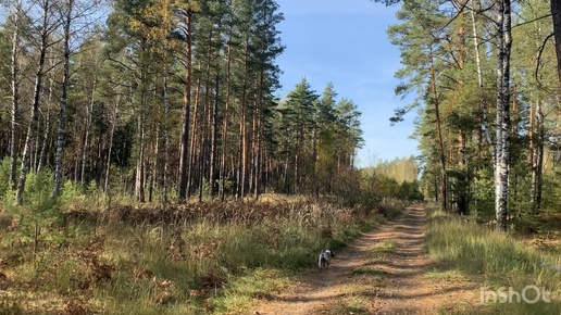 Осенняя прогулка в лесу