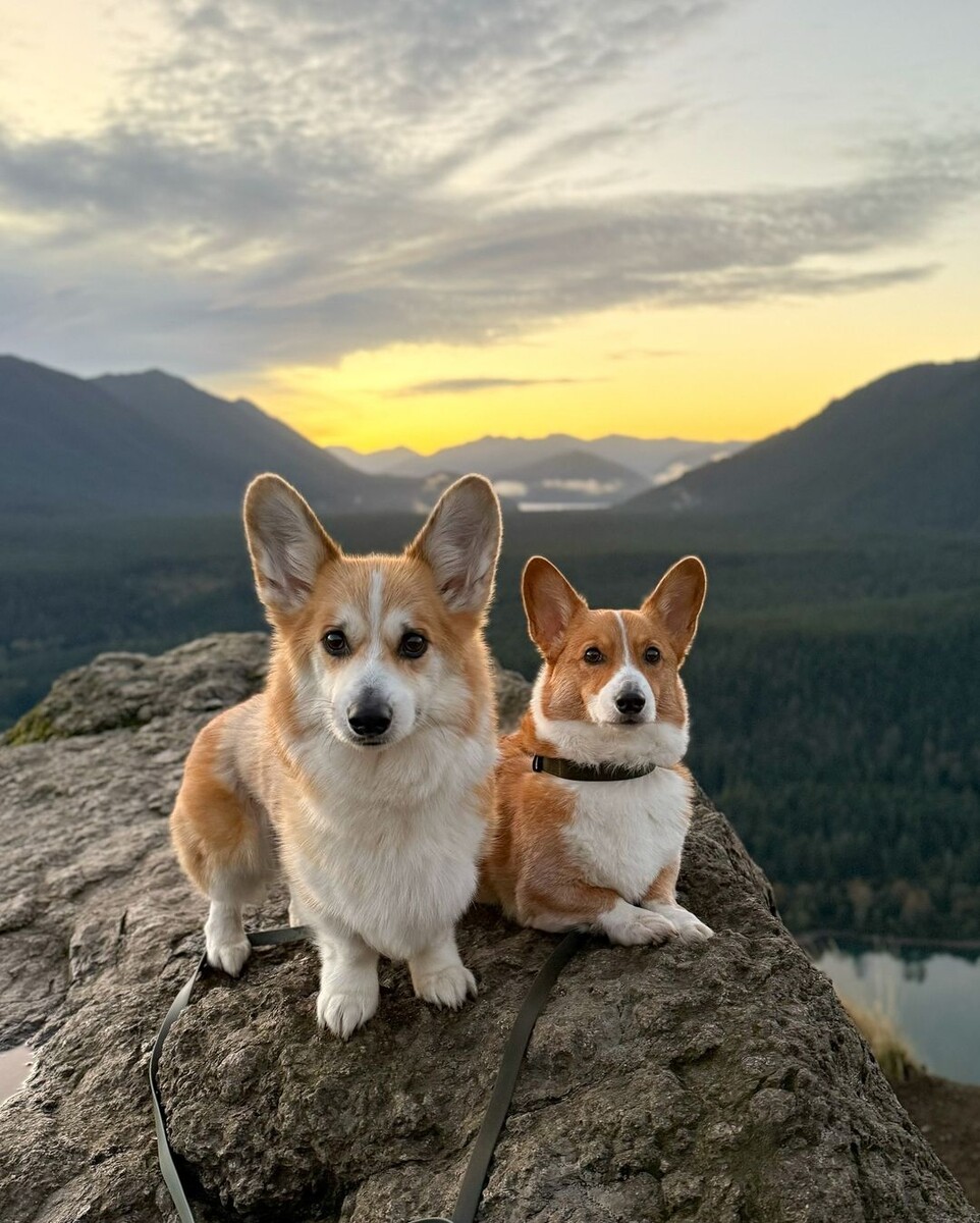@thecorgistory