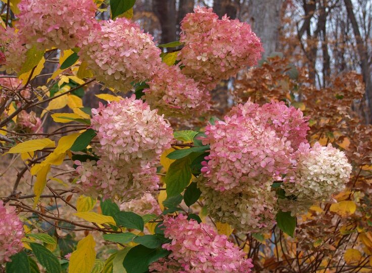 Список многолетников которые можно и нужно обрезать на зиму