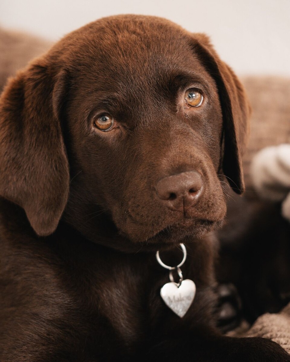 @labradormalou_