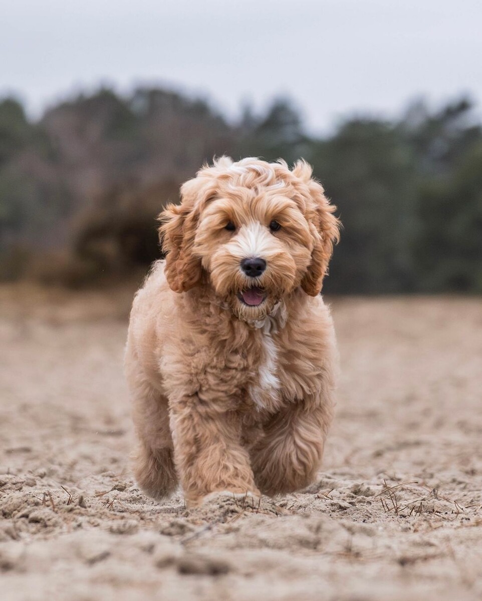 @teddyaustralianlabradoodle