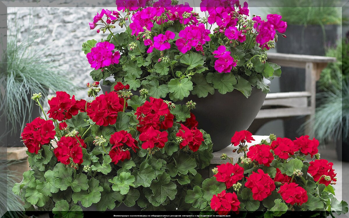 https://vk.com/photo-159774511_457267144. Пеларгония