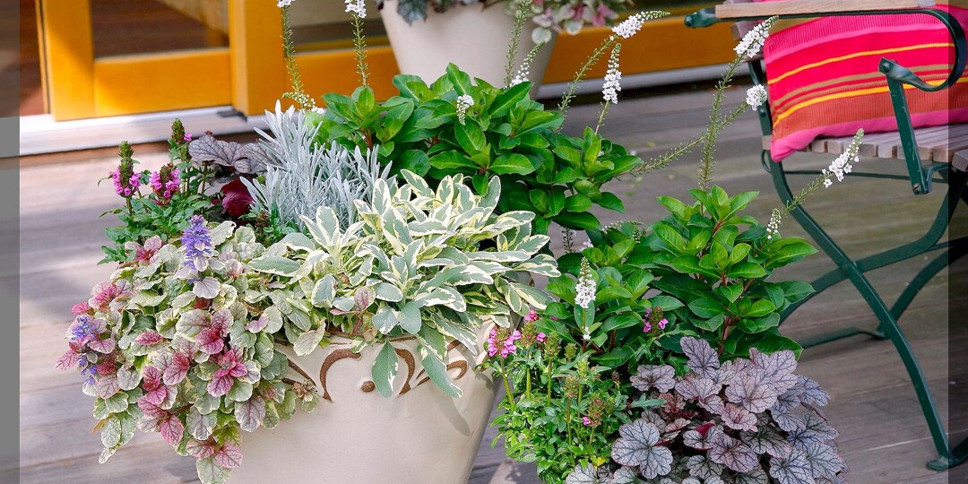 15 цветов, которые вполне можно забрать осенью из сада домой и наслаждаться их красотой всю зиму, высаживая в кашпо