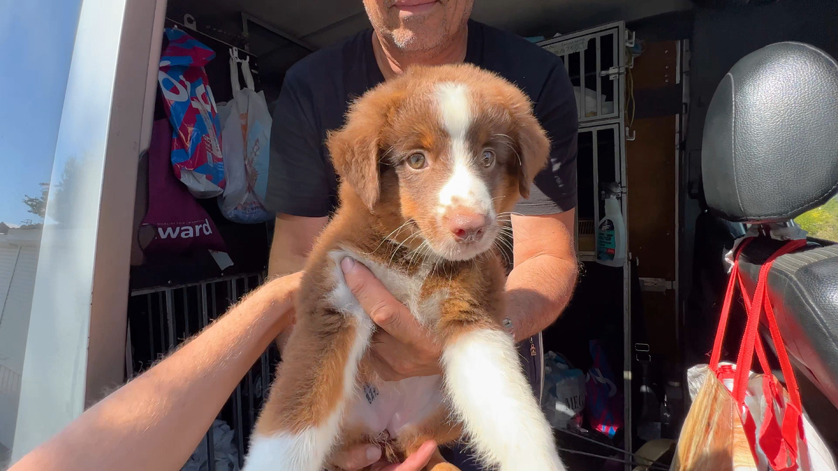 Курьер службы доставки животных вручает щенка