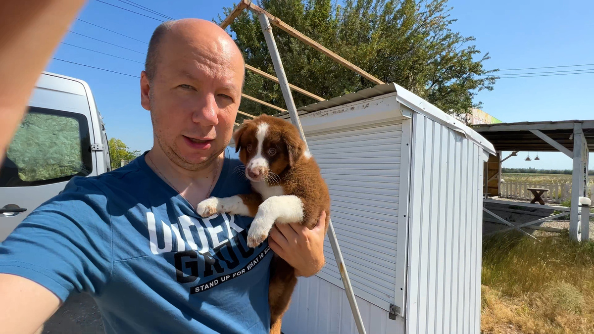 Миниатюрная американская овчарка коричневого окраса теперь будет жить с нами