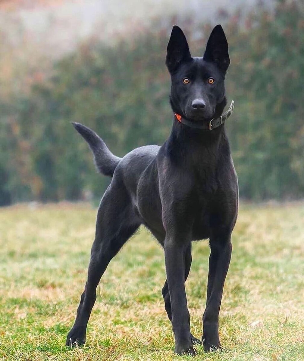 @belgianmalinoisdog_family