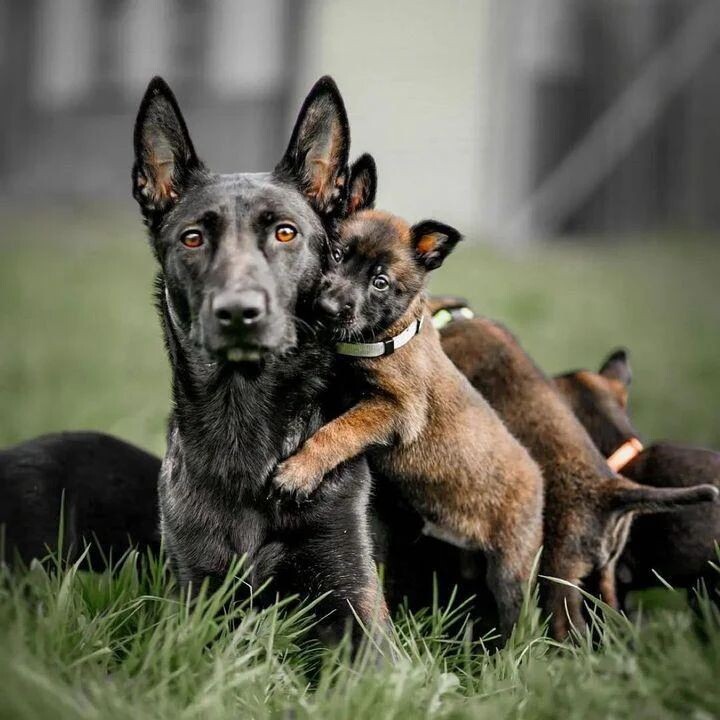 @malinois_k9_king