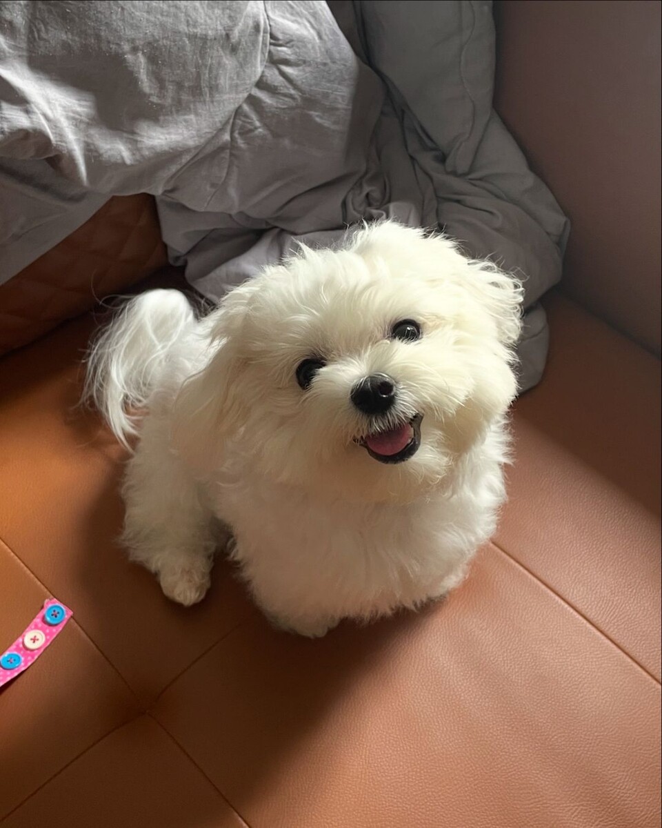 @conythericecakemaltese