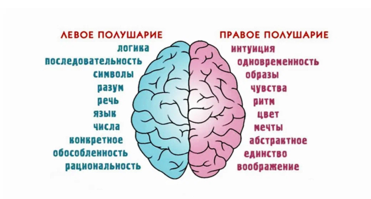 Зоны мозга