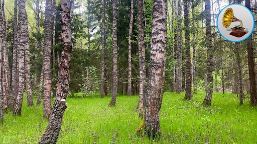 Расслабляющие звуки леса, кукование кукушки и пение птиц в полуденном лесу