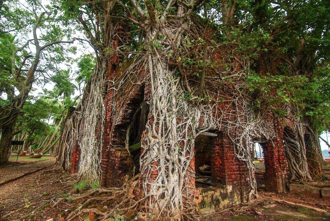 Заброшенный дом, увитый корнями деревьев. Источник: Яндекс картинки