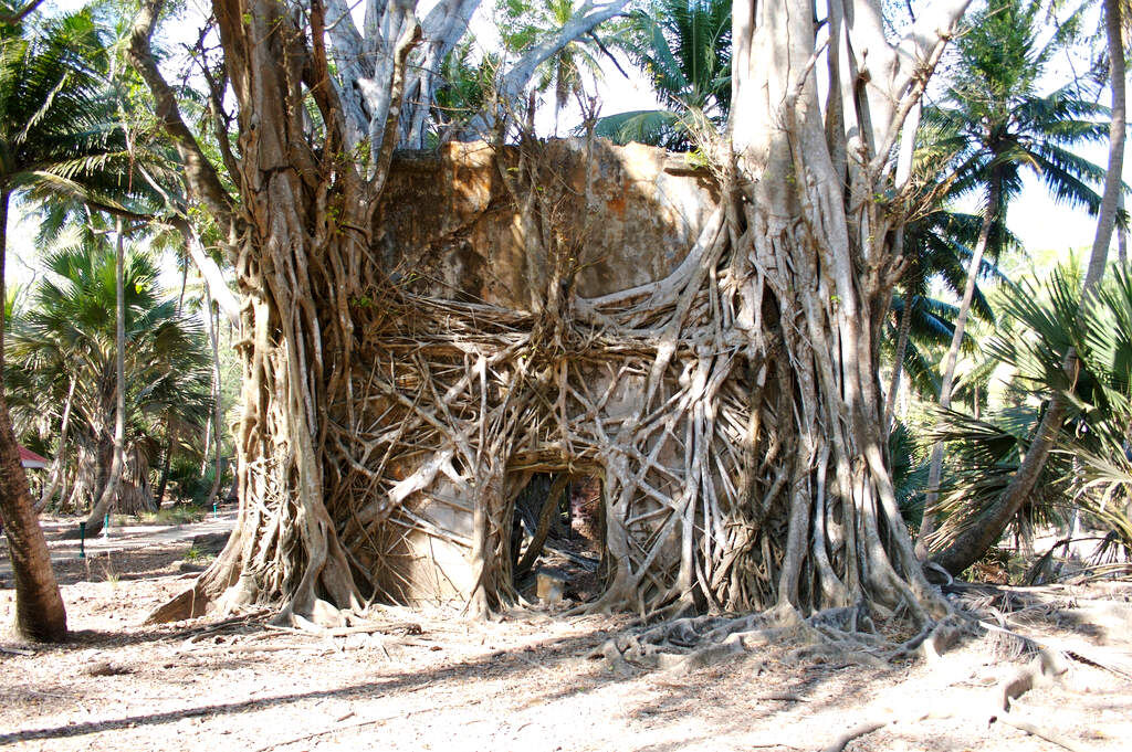 Старая хижина, остров Росс. Источник: Яндекс картинки