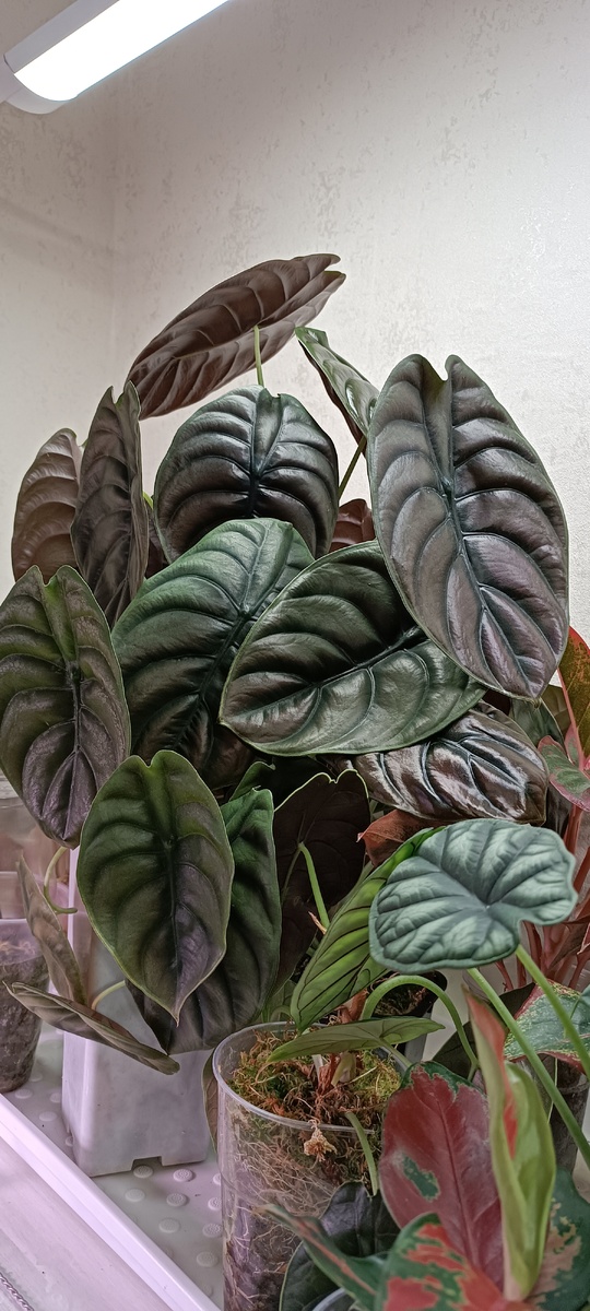 Это моя взрослая алоказия