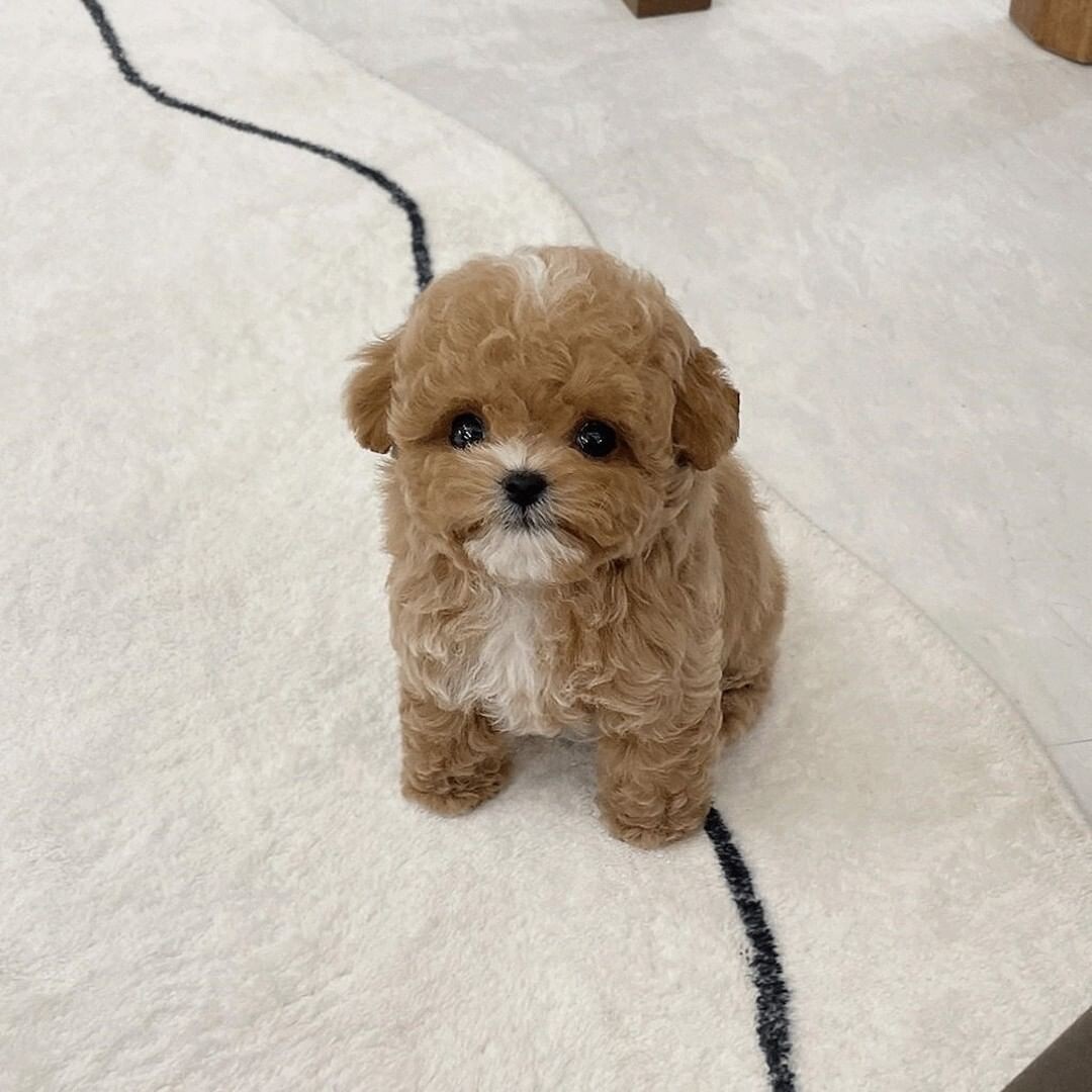 @item__warehouse