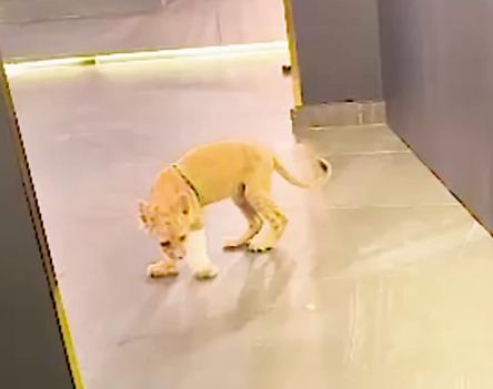 Кадр из видео Telegram-канала приюта