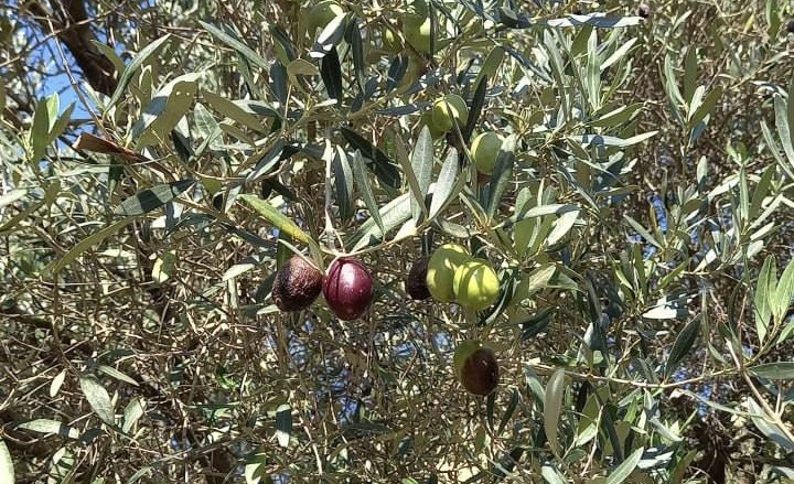    Фото: тг-канал «Сириус — городской округ»