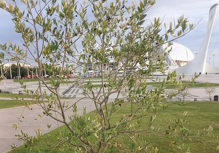    Фото: тг-канал «Фото из Сочи»