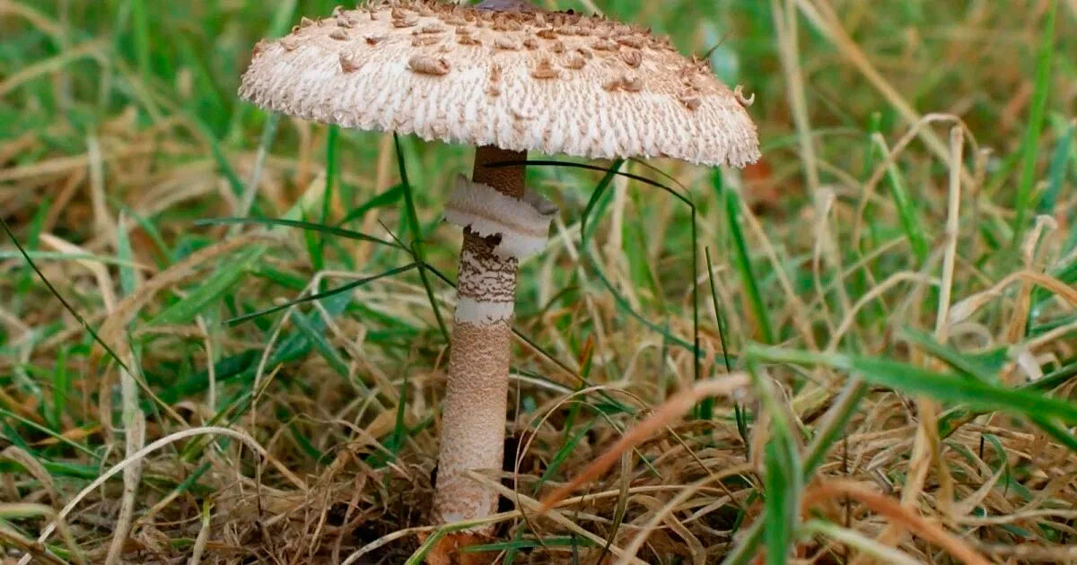 Гриб зонтик пестрый. Справочное фото