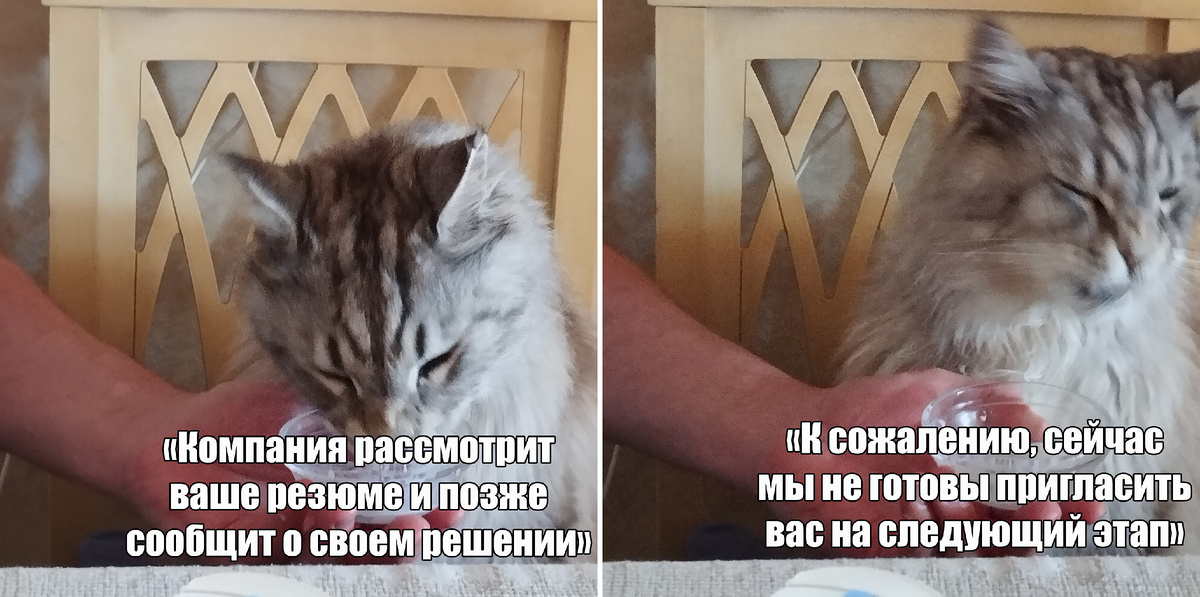 Знакомый кот прекрасно иллюстрирует мою реакцию :)