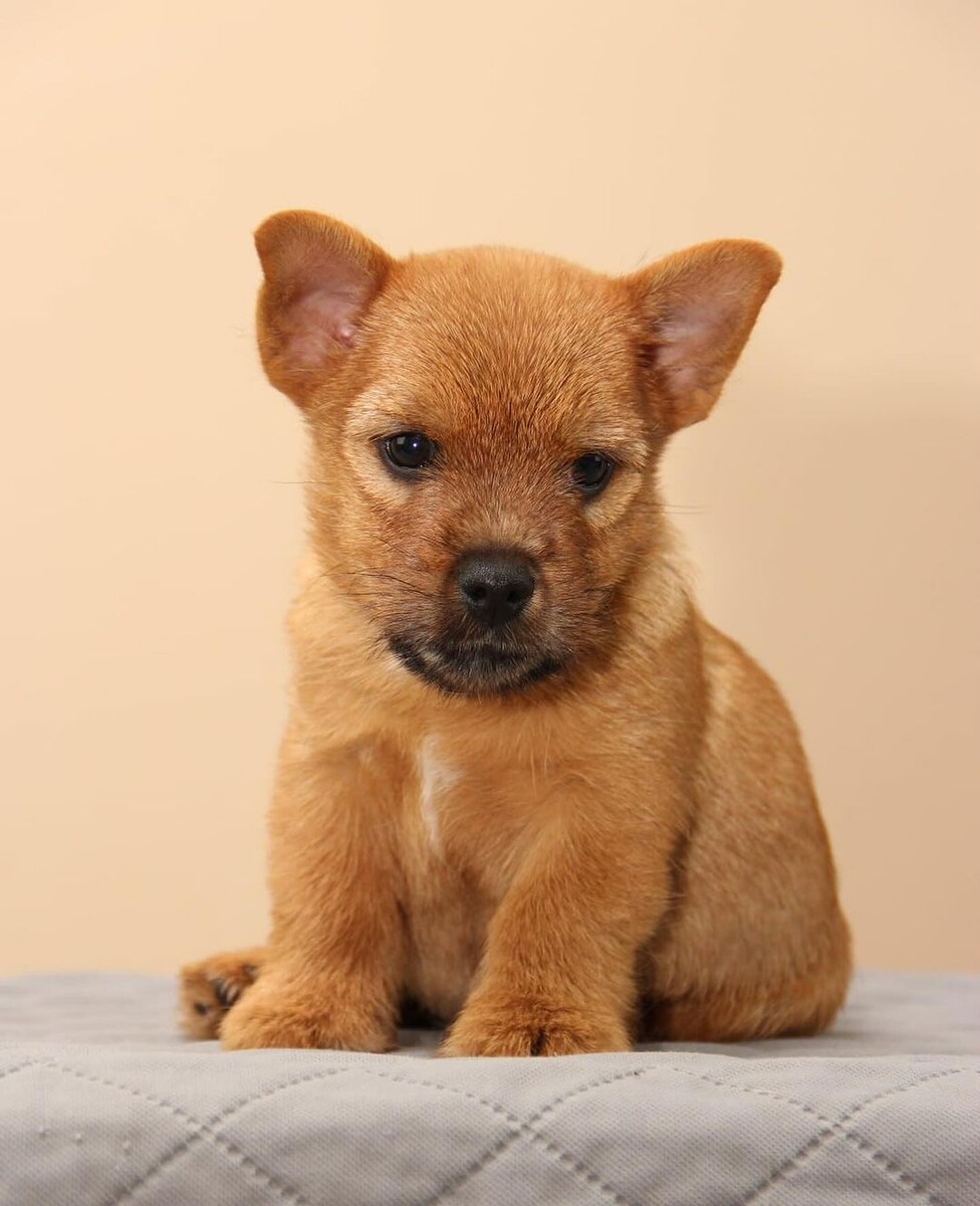 @sveliz_norwich_terriers