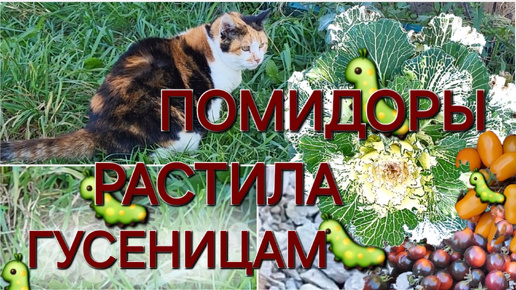 Шикарная погода🌤️/Скорее работать/Муська помощница🐈/ОДНА В ДЕРЕВНЕ👱🏼‍♀️