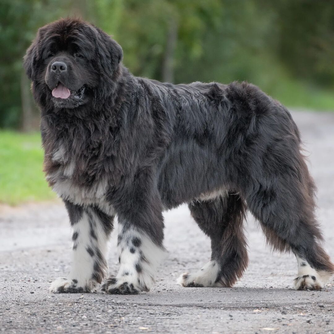 @kennel_savage_blow_