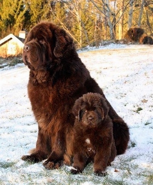 @newfoundland_dog_official