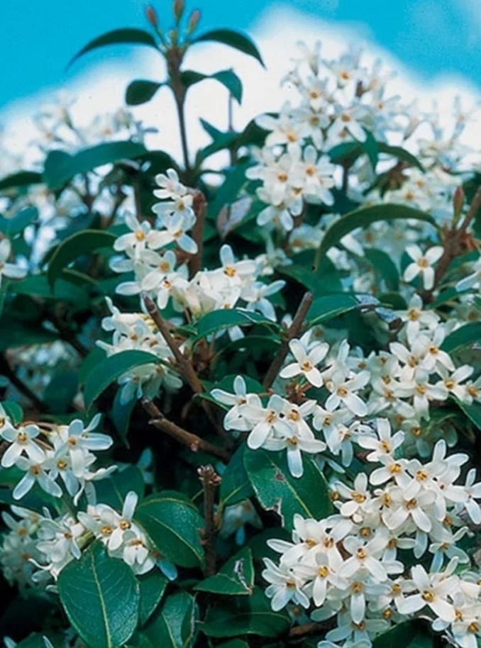 Существует более 20 видов османтусов.