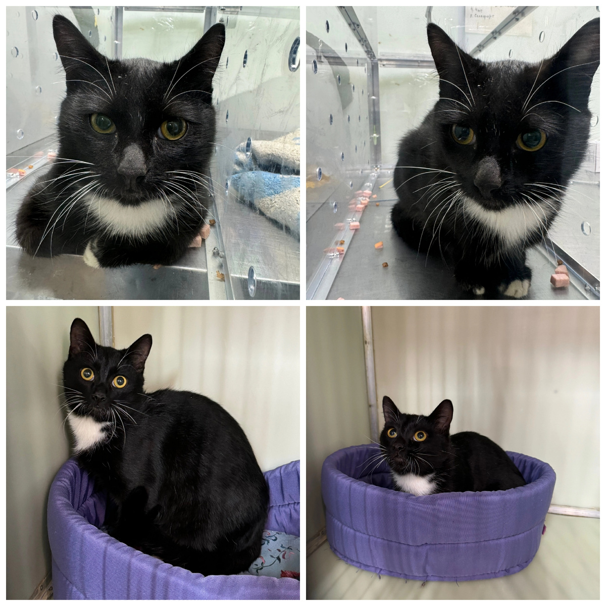 Сантино нашли на улице.