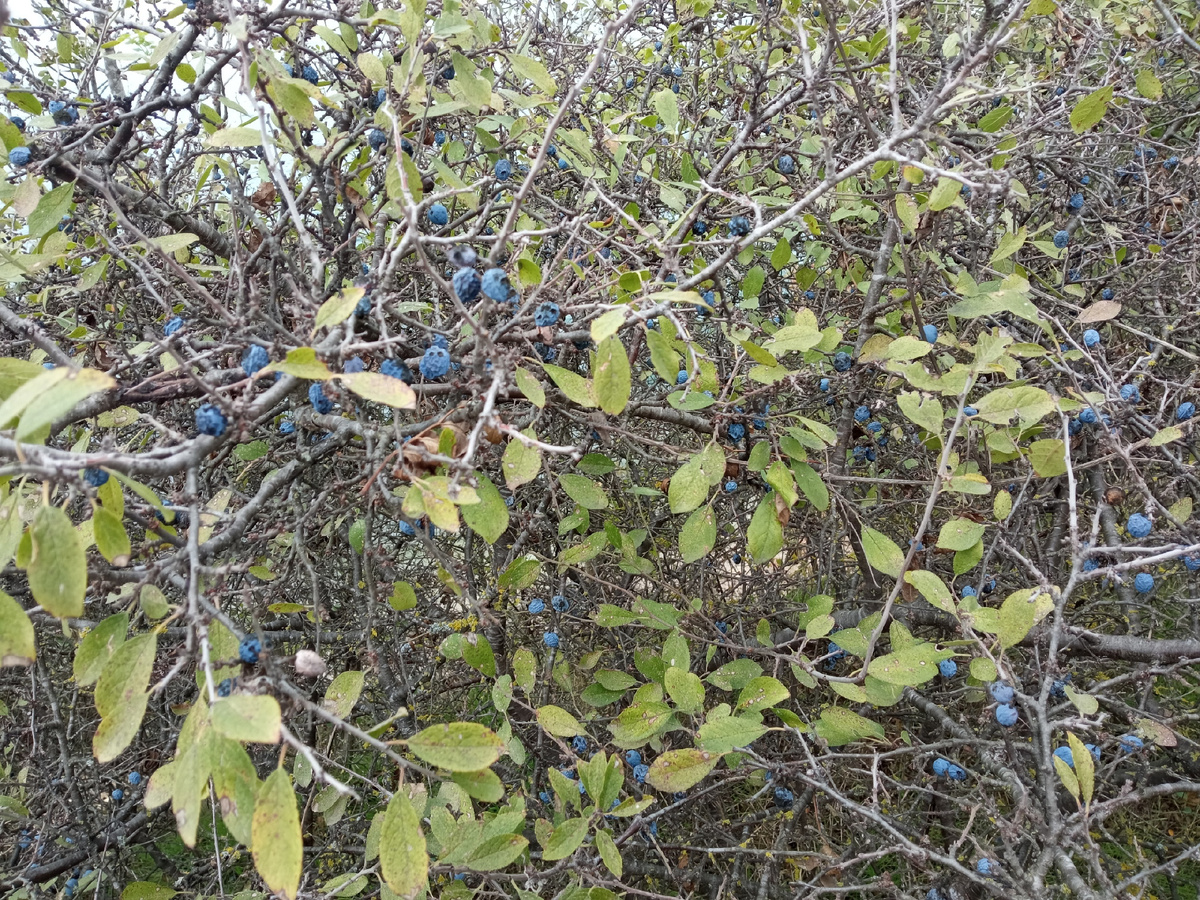 ягоды синие