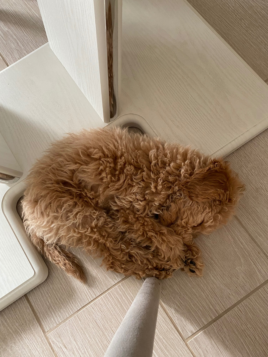 Наша креветочка