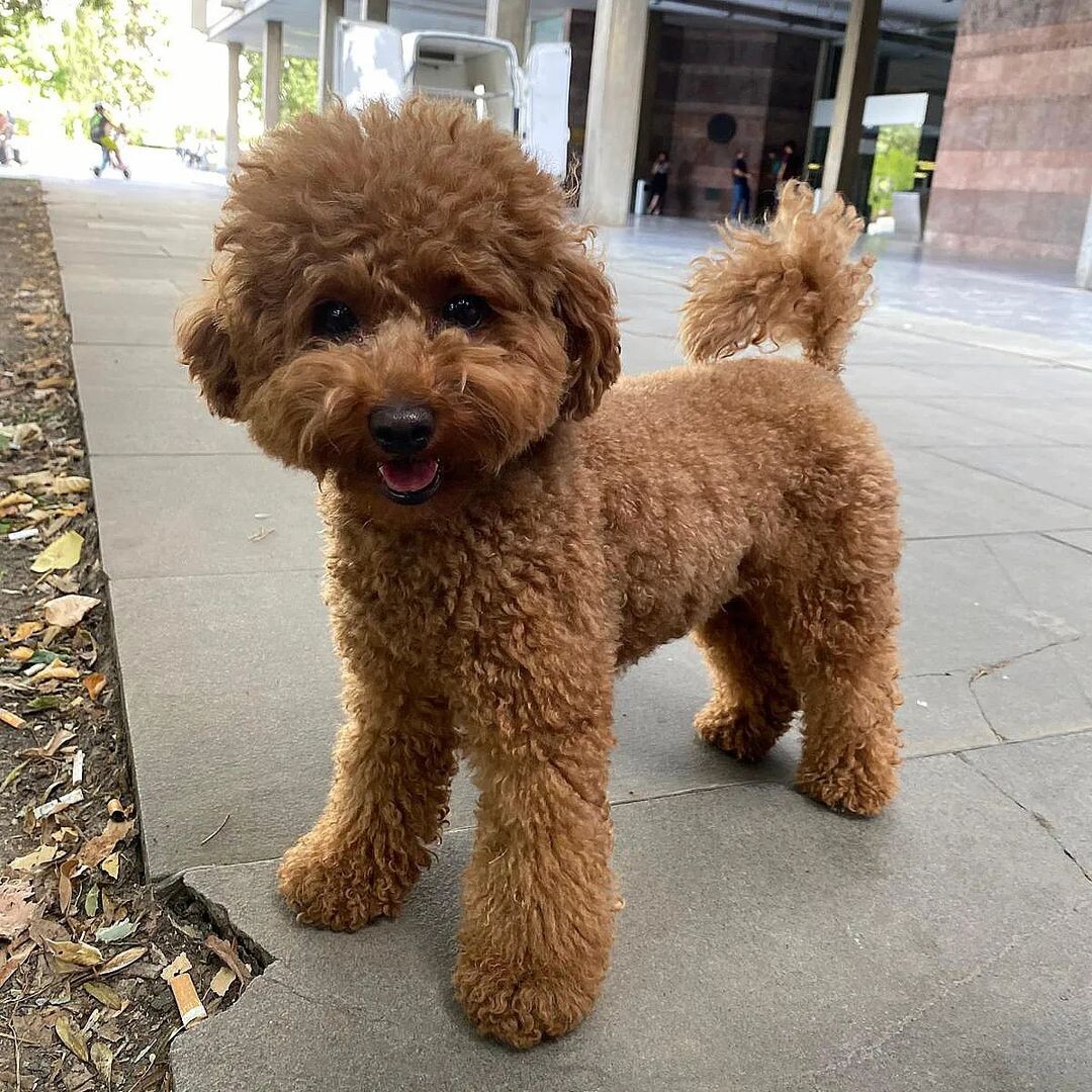 @dea_toypoodle
