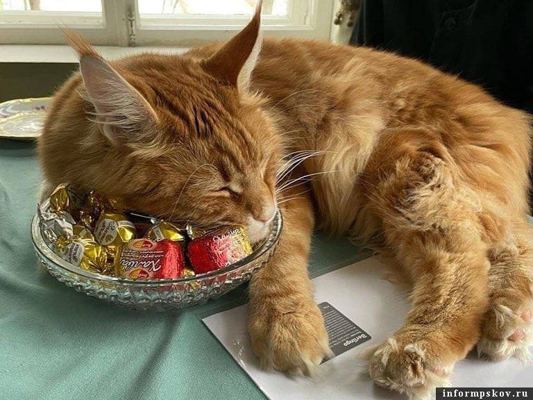 Фото из телеграм-канала кота Владыки