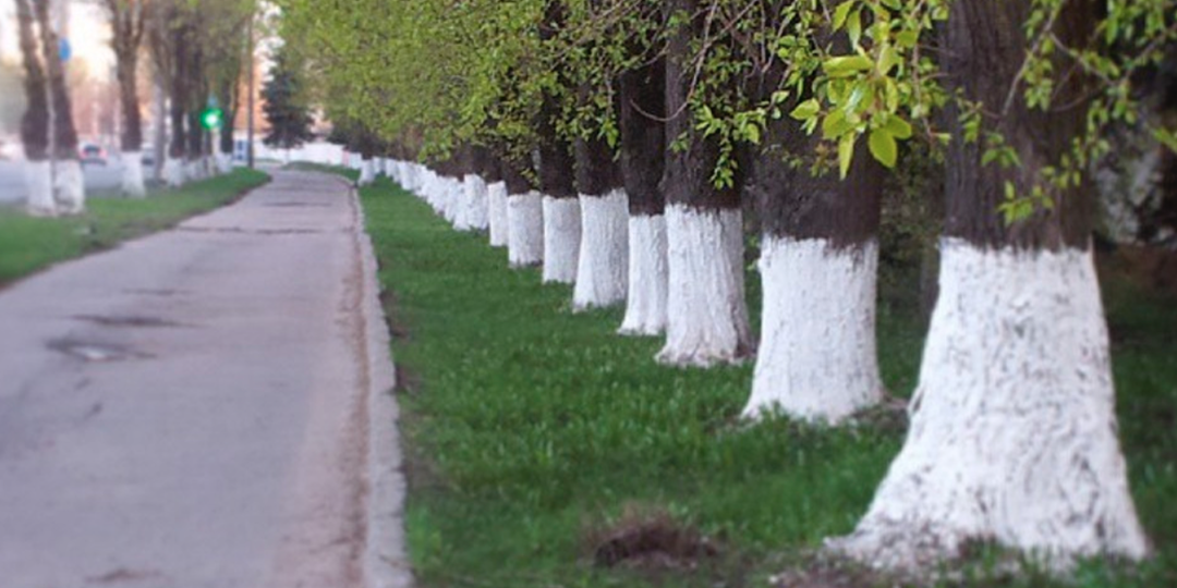 Почему деревья по обочинам дорог красят известкой? Это отнюдь не то, что вы думаете