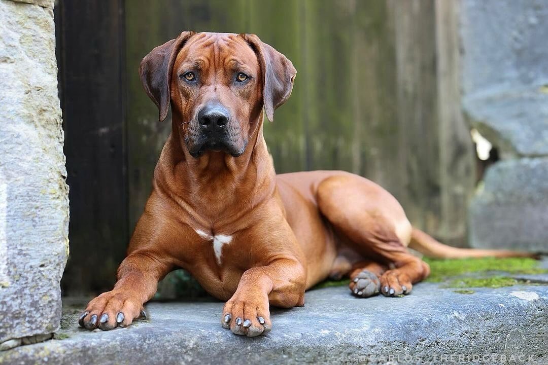 @rhodesianridgebacksuniverse