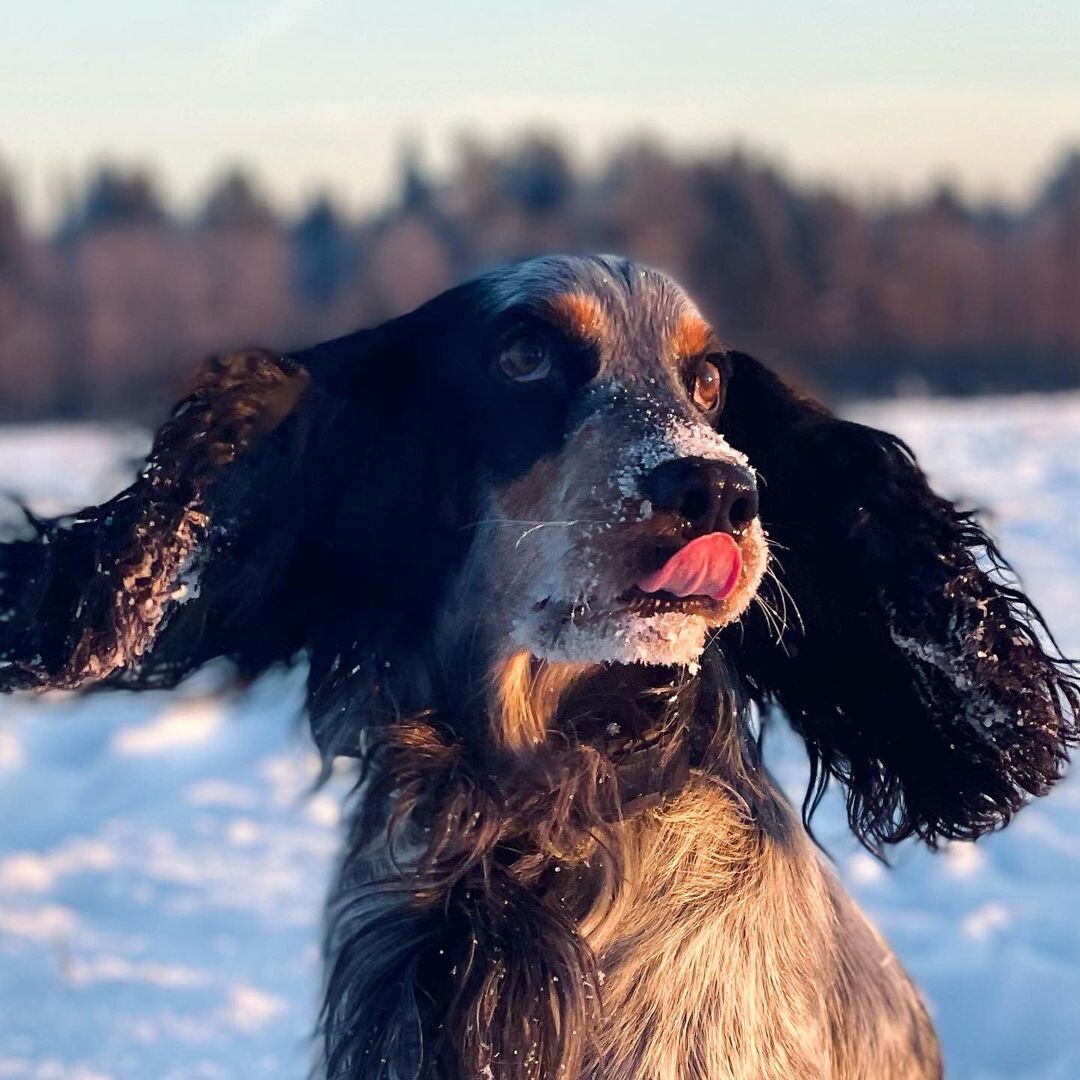 @ostin.spaniel