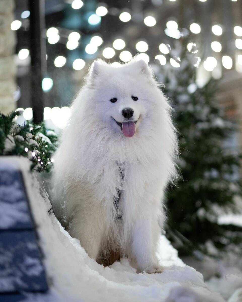 @icethesamoyed_