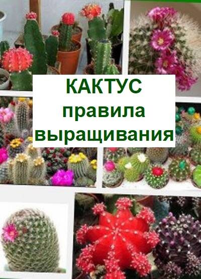 кактусы уход