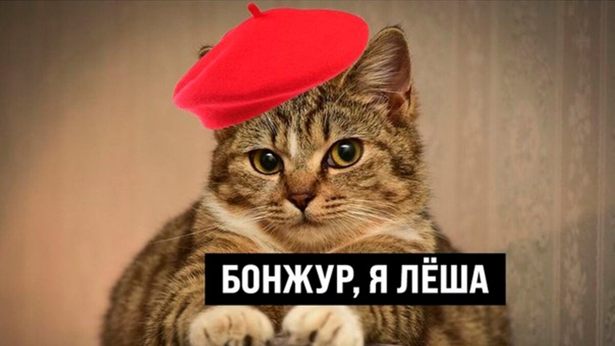 Le chat (лё ша) - кот на французском, вот такая игра слов в русском языке 😄