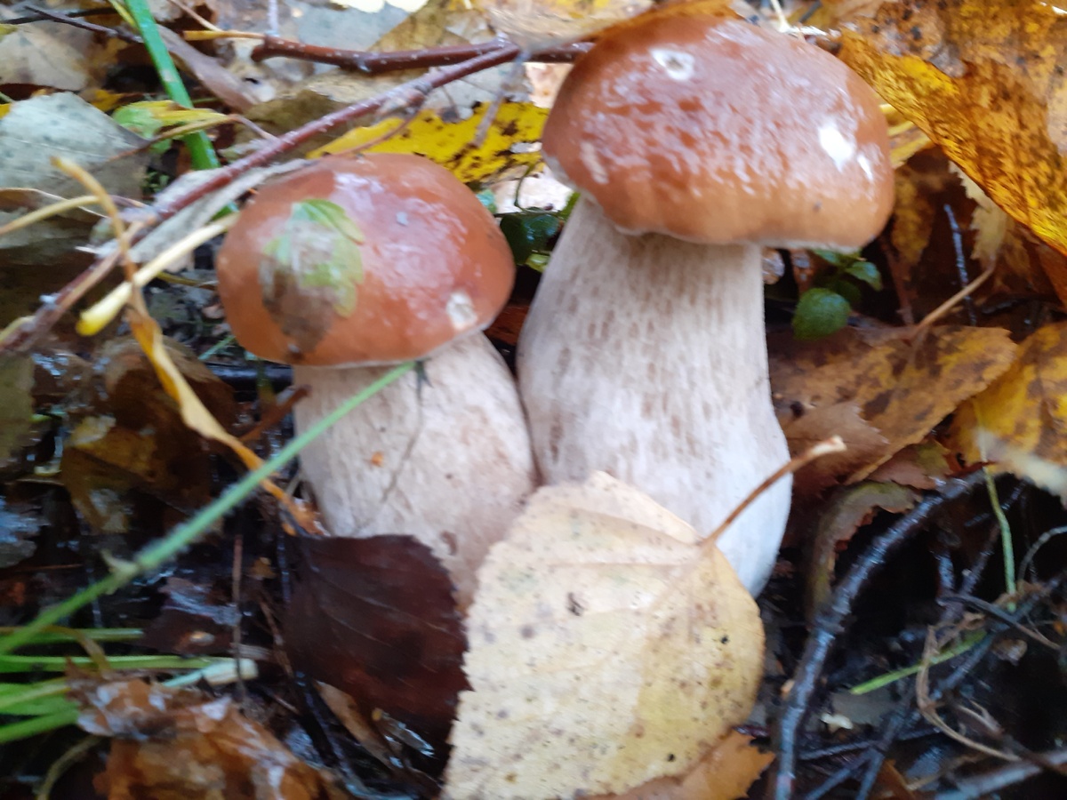 Фото автора.