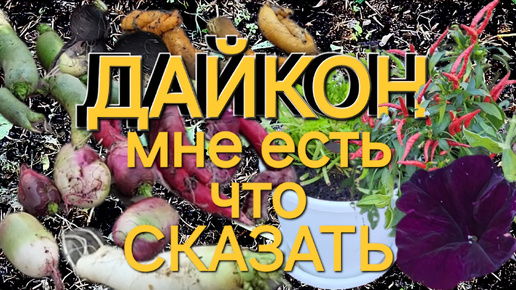 Цветной дайкон и чёрная редька/Что понравилось🍠а что не очень/ОДНА В ДЕРЕВНЕ👱🏼‍♀️