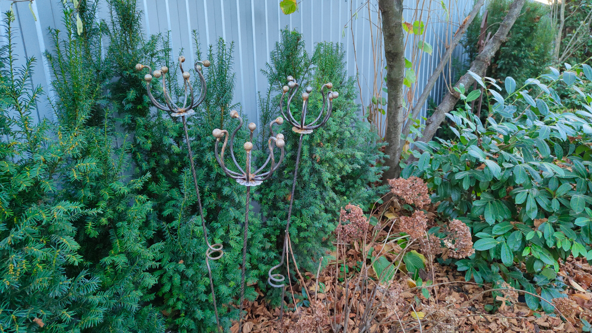 Ноябрь 2023 года. Вдоль забора растут шесть тисов.