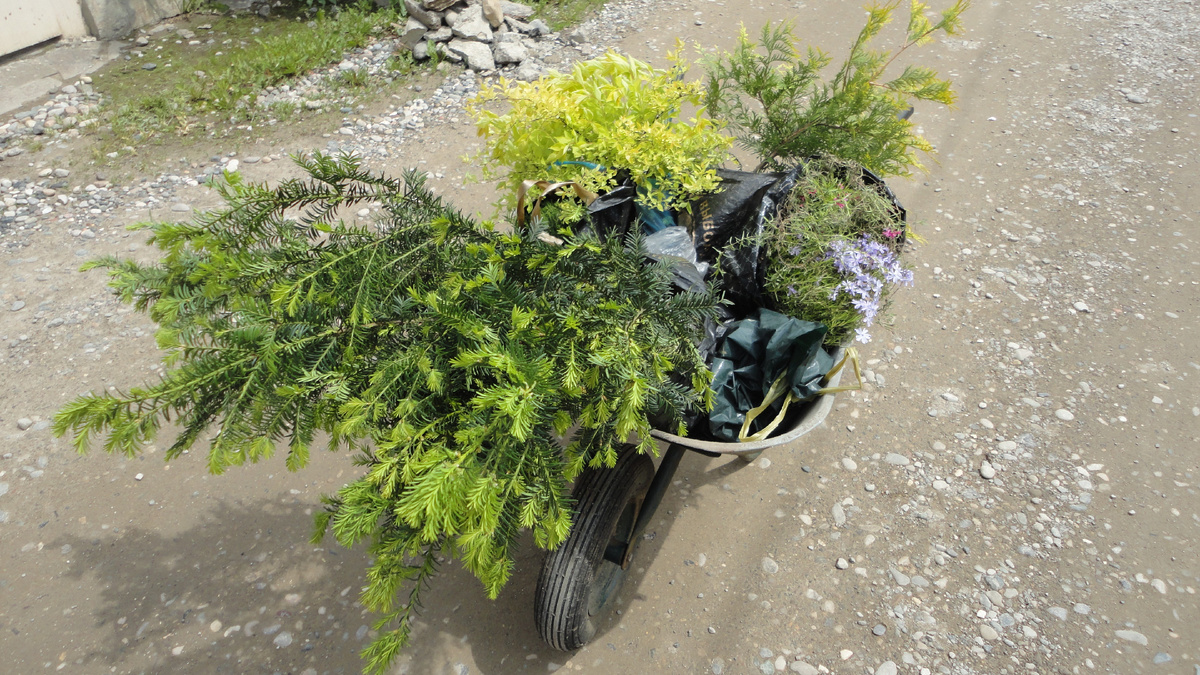 2016 год. Тисы едут ко мне на дачу.