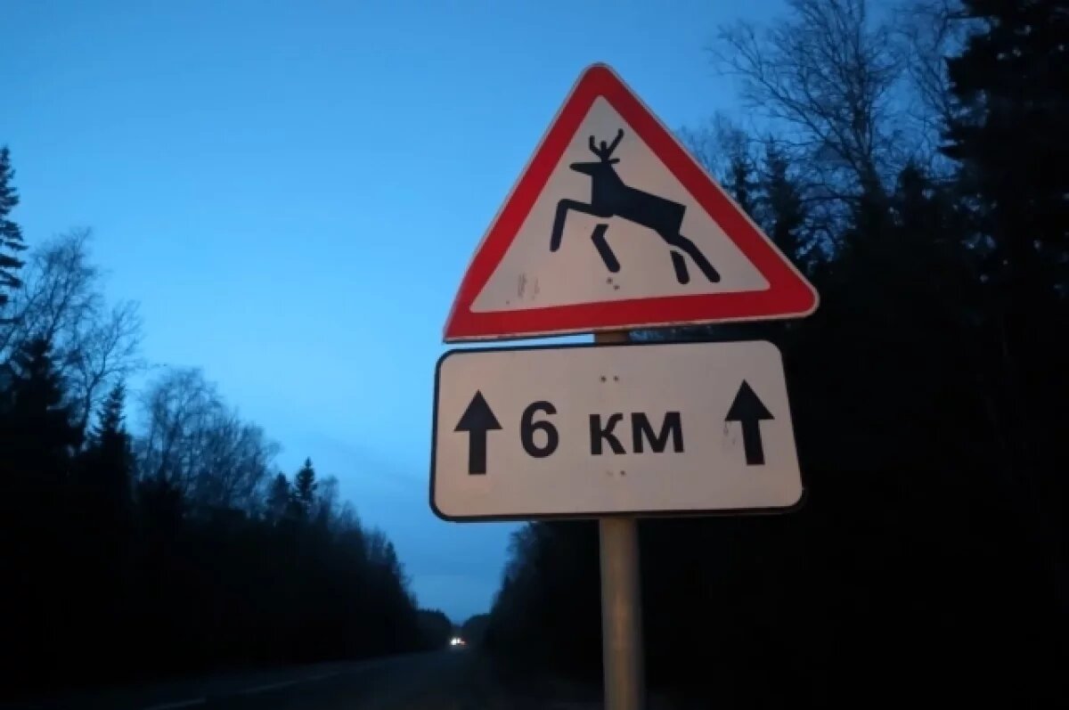    Семейство лосей на пробежке попало на видео в Нижегородской области