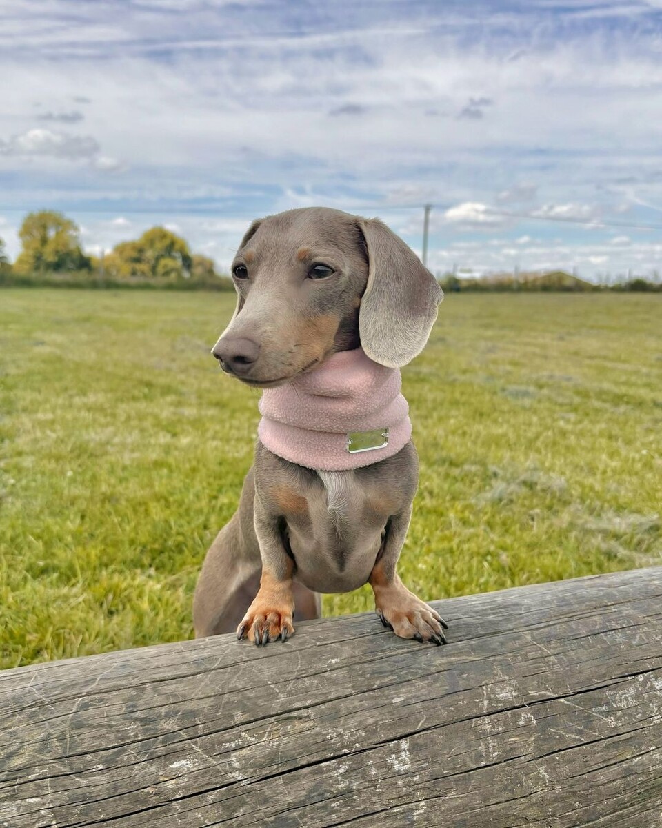 @yogi_dolly_theminidaxies